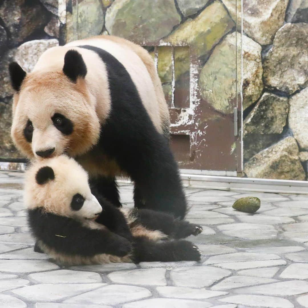 パンダ（白浜）さんのインスタグラム写真 - (パンダ（白浜）Instagram)「#彩浜 is rolling by Mom lovely delivery❤️ 🌈🌈🌈　#photography #adventureworld  🐼😊🐼  #ADVENTUREWORLDPANDAS #baby #HELLOLITTLE #pandamental #hellopanda #ハローリトル #ハローパンダ #パンダグラビア #パンダ　and #panda #pandababy 🐼🐼🐼」7月30日 0時25分 - hellopanda_book