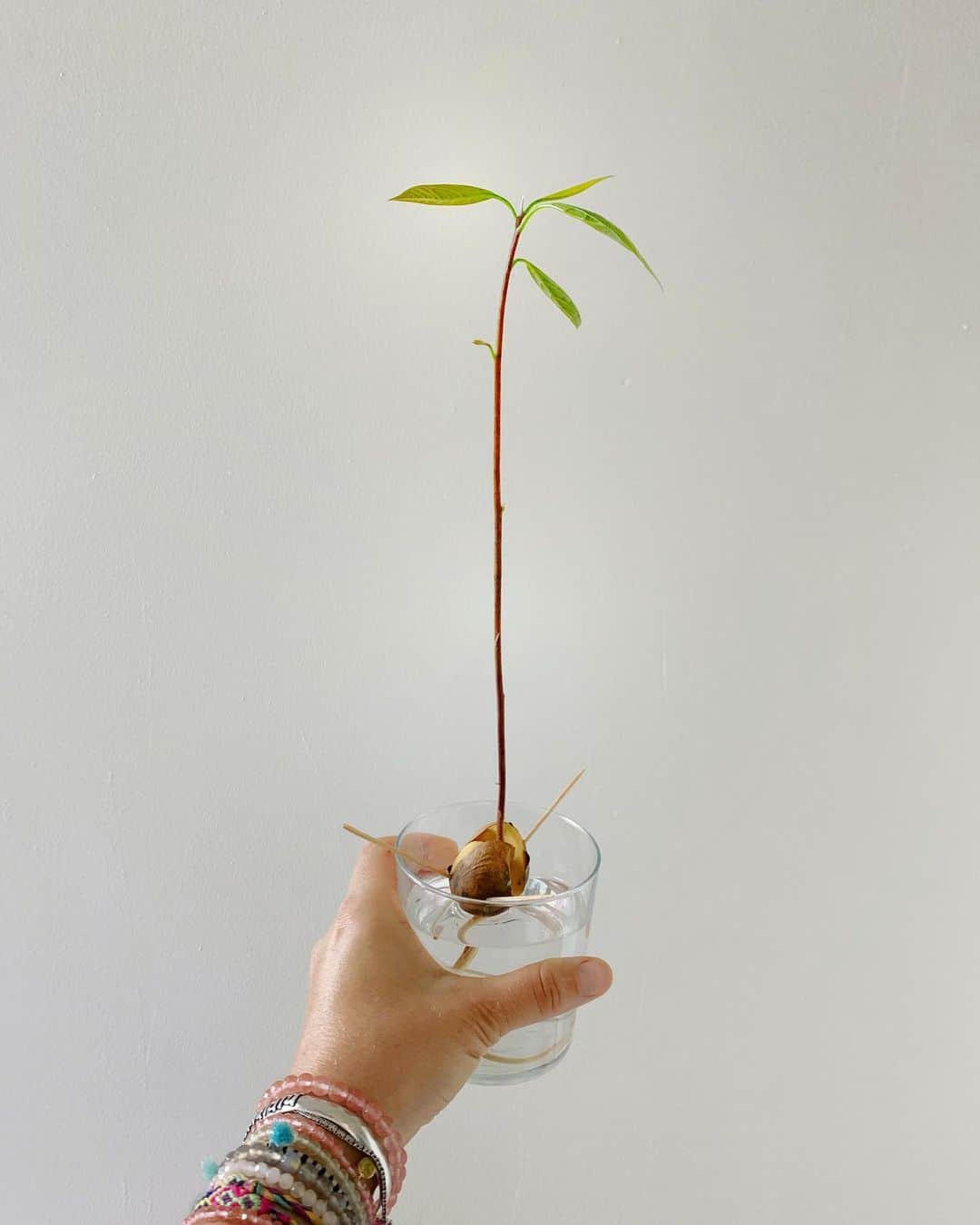 レイチェル・ブレイセンさんのインスタグラム写真 - (レイチェル・ブレイセンInstagram)「Simple joy this morning: tiny avocado tree is ready to be planted!🥑🌳 ⁣ ⁣ I have tried so many different methods but I’ve never had an avocado seed sprout in less than three months. Patience is the name of the avocado game (especially considering the trees take five years to bear fruit!). To sprout your avocado seeds, insert three toothpicks into the seed at an angle and put in a glass of water in a sunny spot (half the seed should be submerged at all times). Change out the water every few days and... Wait! When three leaves have sprouted your avocado baby is ready to be planted💚⁣ ⁣ #windowsillgarden #avocadobaby」7月30日 0時26分 - yoga_girl