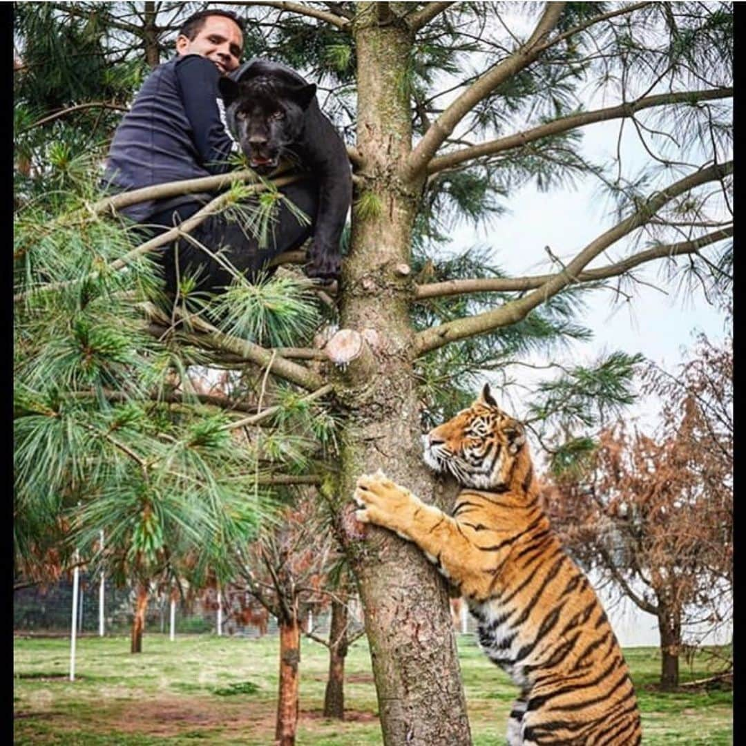 Black Jaguar-White Tiger さんのインスタグラム写真 - (Black Jaguar-White Tiger Instagram)「Since it’s International Tiger Day, even though I think that all these days are beyond stupid, I’ll only post Tiger pics and vids today. Here, you have a young Siberian Tiger making a Pine Tree look small. Don’t mind the Mexican and the Black Jaguar aka Panther on top of it... #SaveTigers #TheNightmaresBJWT #Michaelingui   Pic by @gavinbondphotography」7月30日 0時38分 - blackjaguarwhitetiger