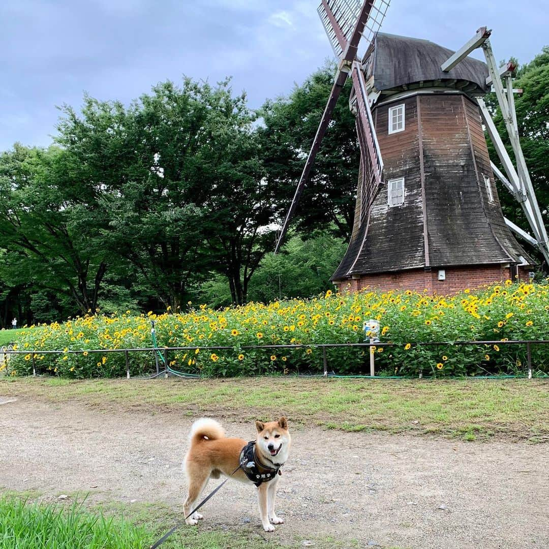 linnmamaさんのインスタグラム写真 - (linnmamaInstagram)「ゆっくりカートなし散歩@お城の公園💖〜純、ゆっくり自分の足で散歩しました🐾〜①夏花壇🌸〜②向日葵🌻〜③恒例の芝生広場で休憩です😊〜④みんなが休憩してるのは風車と向日葵のすぐ前〜翔、ナイスモデル👏😍〜気のいいヤツです❤️〜純、このまま回復してくれたらいいなぁ😍〜我が家地方、コロナ感染者が急増中😱〜4柴たちの散歩以外の不要不急の外出は自粛です〜＊ ＊ ＊  #柴犬#dog#柴犬凜の勇気凜々everyday#shibastagram#stayhome #花活 #写活」7月30日 0時39分 - linnmama