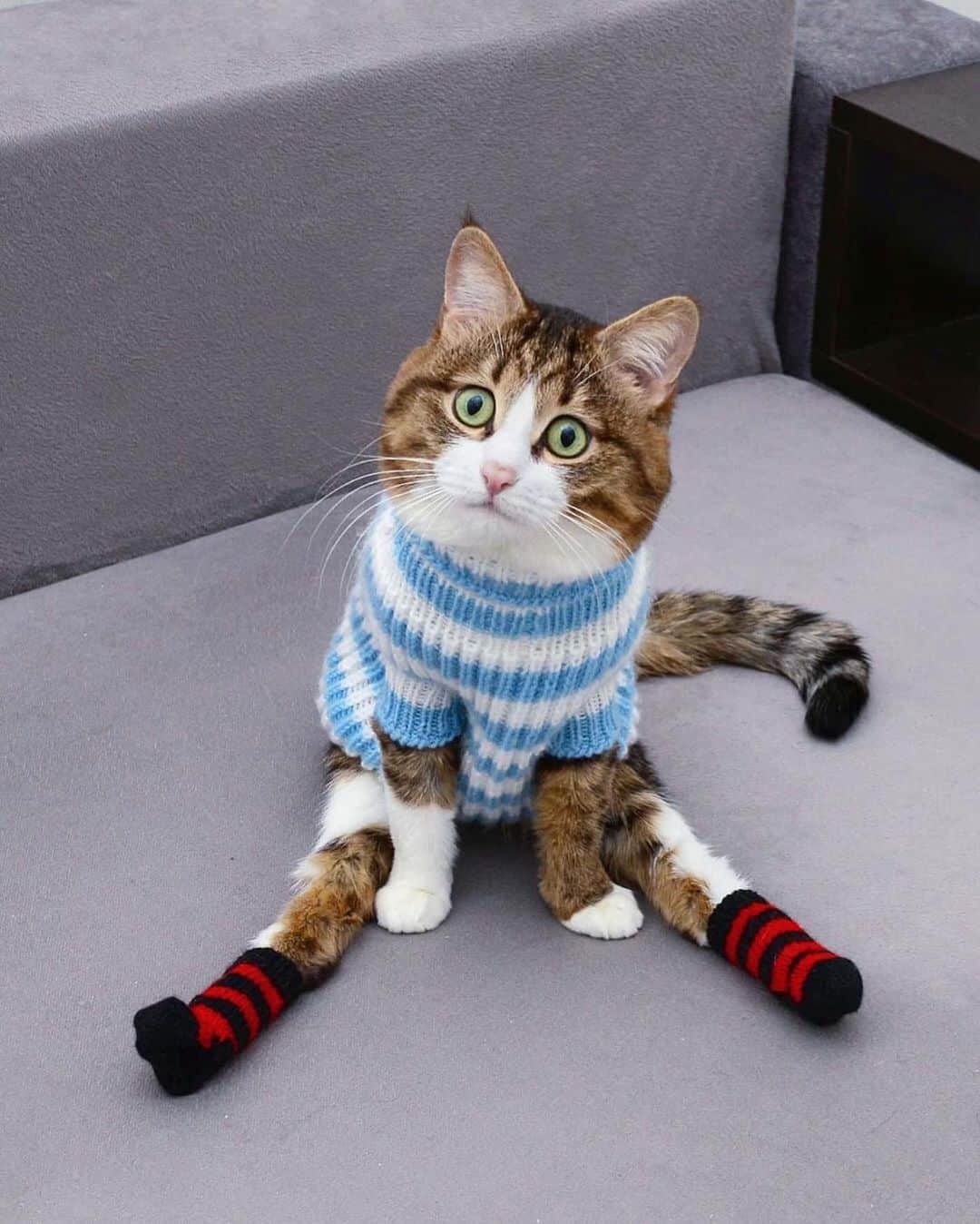 Cats of Instagramさんのインスタグラム写真 - (Cats of InstagramInstagram)「From @rexiecat: “Just sitting there waiting for fall to begin 🐈🧣🧦” #catsofinstagram」7月30日 10時08分 - cats_of_instagram