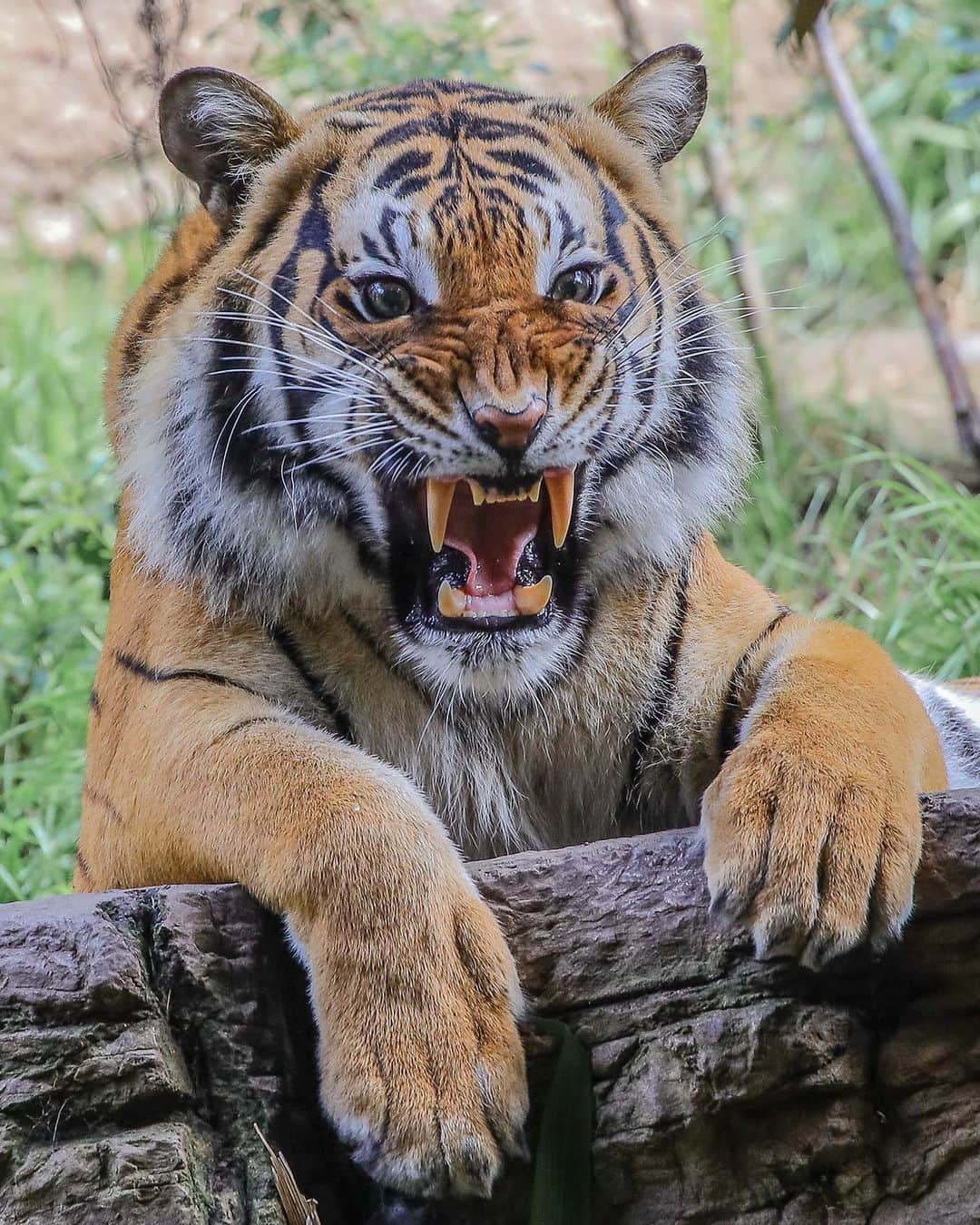 San Diego Zooさんのインスタグラム写真 - (San Diego ZooInstagram)「That feeling when you realize there are only 80-120 Malayan tigers remaining in their native range. 🐯  All 6 subspecies of tigers are highly endangered due to human hunting and encroachment on their forest habitat. These beautiful big cats have been hunted for their fur and other body parts, some of which are used in native medicines. Several traditional medicines use tiger parts as a cure for all kinds of illnesses, from pimples to toothaches, yet these “cures” have never been proven to be effective. #InternationalTigerDay #BigCatsOfInstagram #Tigers #SanDiegoZoo #SDZSafariPark 📷 Ian Gill」7月30日 10時09分 - sandiegozoo