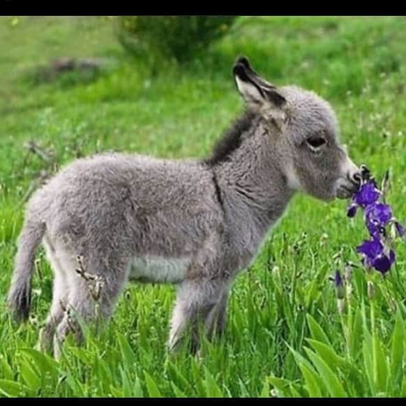 Baby Animalsさんのインスタグラム写真 - (Baby AnimalsInstagram)「How cute is this baby donkey! 😍」7月30日 10時17分 - thebabyanimals