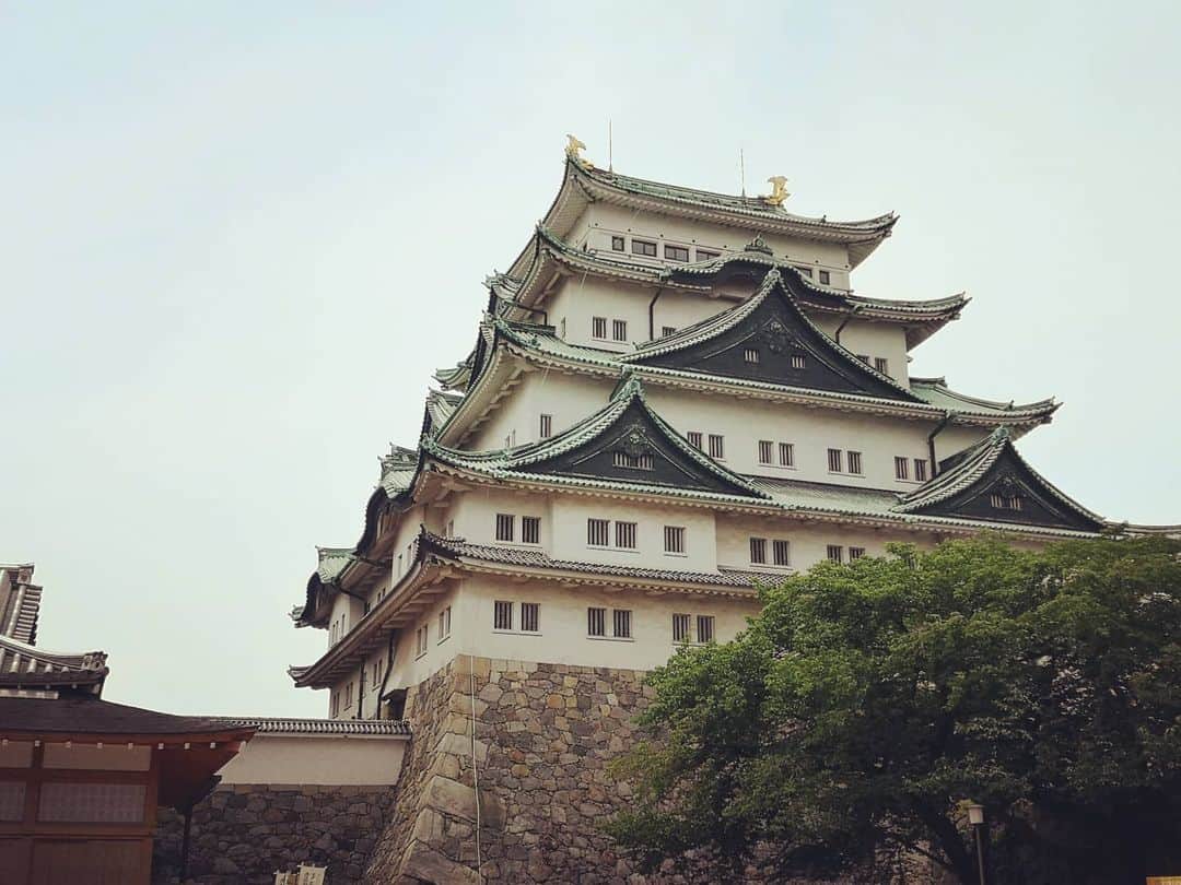 高見こころさんのインスタグラム写真 - (高見こころInstagram)「先日のことですが、 撮影で名古屋に行かせていただき 合間のオフで名古屋巡りしました📷✨  何気に名古屋観光は初めて。  名古屋城行ったのにまさかの工事中で天守閣に入れず🏯  それ、入る前に言ってくれないのですかね😂  金の鯱に乗りたかった笑  代わりに本丸御殿を観て、名古屋名物食べて、地酒の飲み比べも堪能しました😸💕  #撮影オフ #ロケ #名古屋 #名古屋観光 #名古屋グルメ #名物料理 #名古屋地酒 #名古屋城🏯 #天守閣 #工事中 #入れず #本丸御殿 #きしめん #手羽先唐揚げ #nagoya #nagoyafood #nagoyacastle🏯 #nagoyasake」7月30日 10時36分 - cocoro_takami