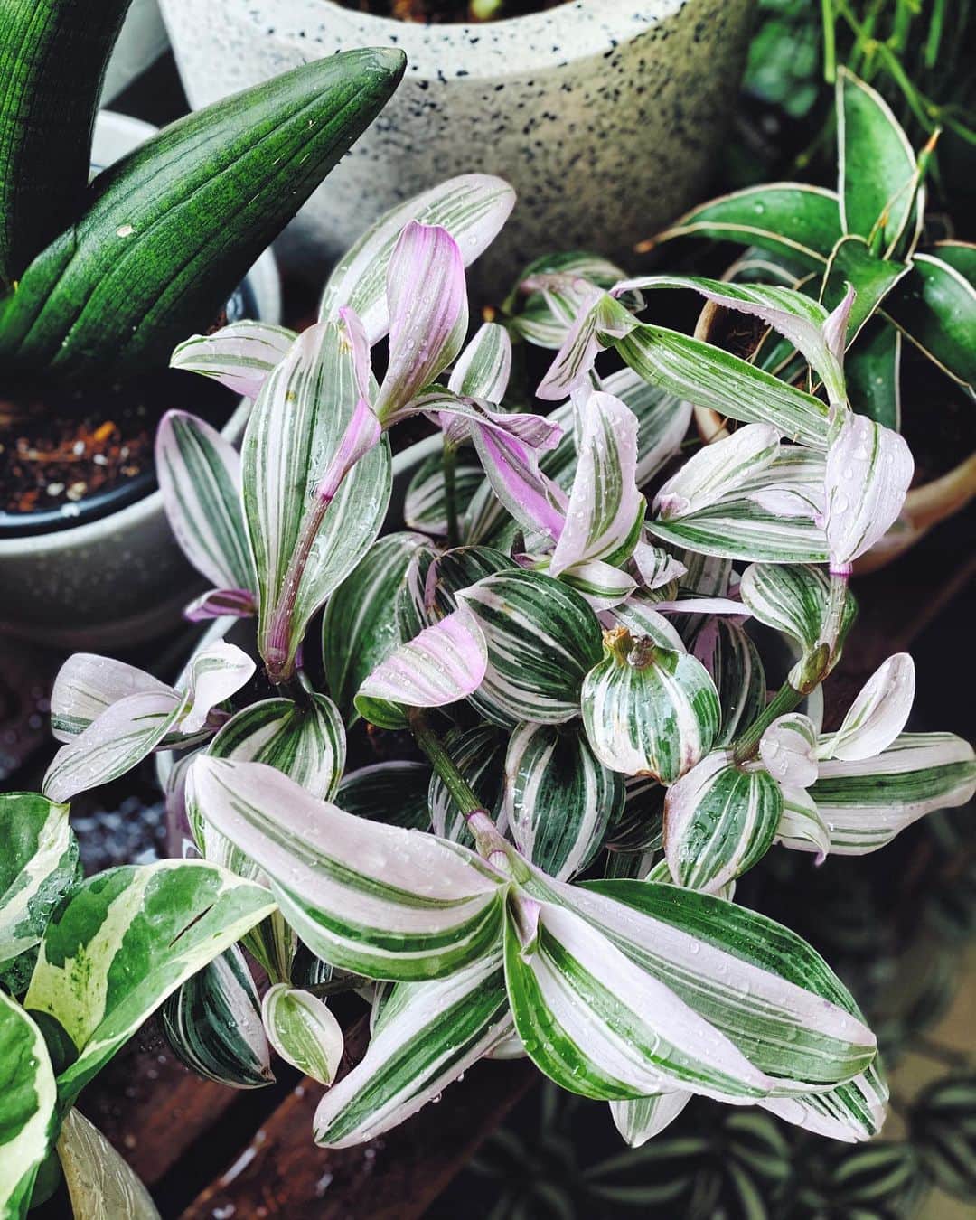 鄭碧瑩のインスタグラム：「Another round of cut and paste on the #tradescantiananouk - hopefully in another two months can start new pots! (Swipe left to see the same plant 2 months ago.) . . . .  #plantstagram #plantsofinstagram #houseplants #plantsmakepeoplehappy #botanical #instaplants #plants #foliage #leaf #plantflife #springintoplants #plantlady #plantpotters #crazyplantlady #houseplantclub #helloplantlover #plantshelfie #houseplantsofinstagram #houseofplantlovers #junglecollective #vsco #vscogram #vscocam #vscogrid #vscoplants #gardeningsg #urbanjunglebloggers #sgplantclub #plantnerd」