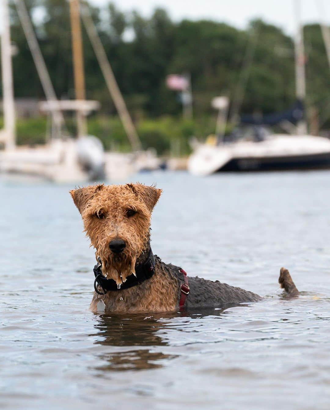 The Dogistさんのインスタグラム写真 - (The DogistInstagram)「Ellis, Welsh Terrier/Airedale Terrier mix (5 y/o), Quissett Harbor, Falmouth, MA • “He generally digs for oysters. Never enough for dinner, though.”」7月30日 11時08分 - thedogist