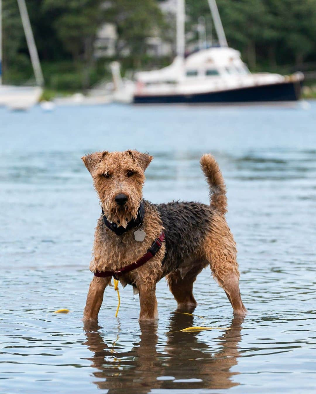 The Dogistさんのインスタグラム写真 - (The DogistInstagram)「Ellis, Welsh Terrier/Airedale Terrier mix (5 y/o), Quissett Harbor, Falmouth, MA • “He generally digs for oysters. Never enough for dinner, though.”」7月30日 11時08分 - thedogist