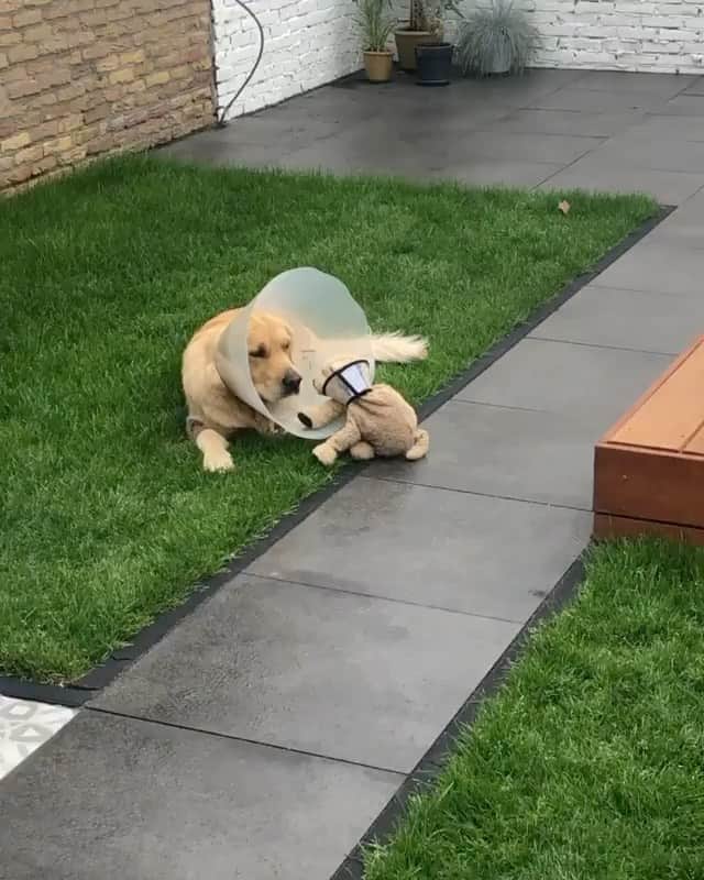 DogsOf Instagramのインスタグラム：「“Barley has to alternate between a body suite and a cone of shame (to let the wound breathe). To make it less sad, we’ve given fluffy a cone too and now Barley is comforting Fluffy 😭 ❤️” writes @barleyboy   #dogsofinstagram」