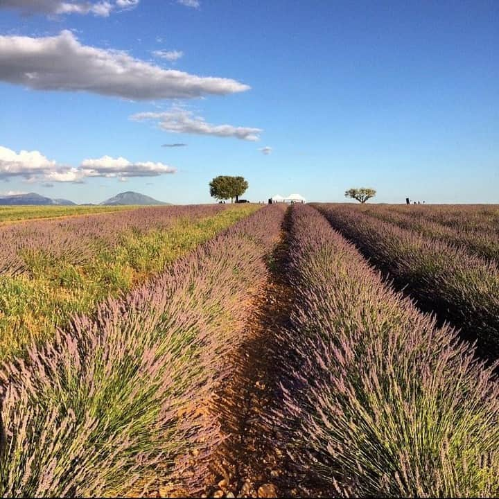 ロクシタンさんのインスタグラム写真 - (ロクシタンInstagram)「The lavender fields of Provence, in full bloom and ready to be harvested 💜 Which lavender products are you thinking of adding to your routine? #Regram 📸 @matthieu_rubiconi #LOccitane #Lavender #Valensole #AlpesdeHauteProvence #Provence #LavenderFields #NaturalIngredients #NaturalBeauty #SouthofFrance」7月30日 3時00分 - loccitane