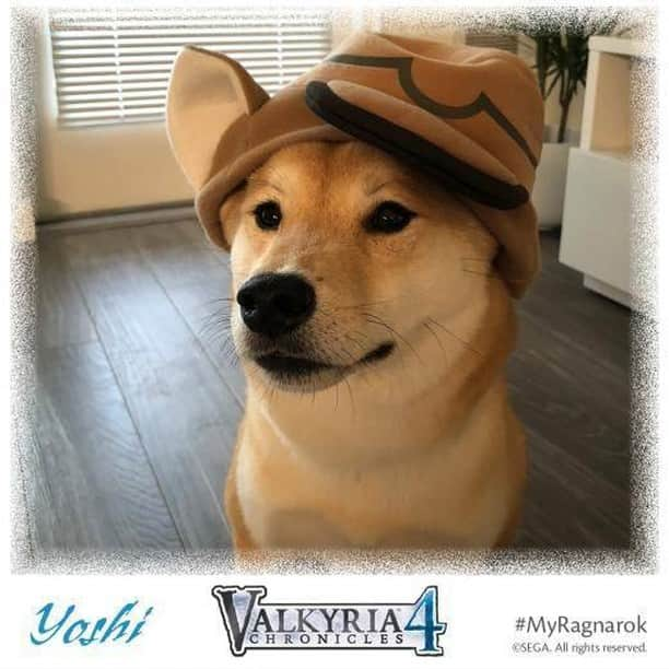 SEGAさんのインスタグラム写真 - (SEGAInstagram)「Look at this adorable Ragnarok😍   Yoshi the SEGA pup says you should definitely check out Valkyria Chronicles 4, the Complete Edition (includes all DLC!) is up to 66% off on Steam right now!    (Yes, we speak dog)」7月30日 3時00分 - sega