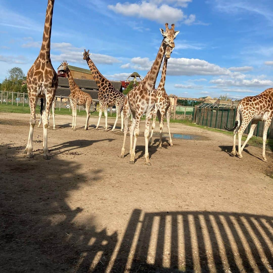 ブライアン・ロブソンさんのインスタグラム写真 - (ブライアン・ロブソンInstagram)「Had the best day out with my grandkids and family @flamingolandresort ❤️」7月30日 3時24分 - bryanrobson