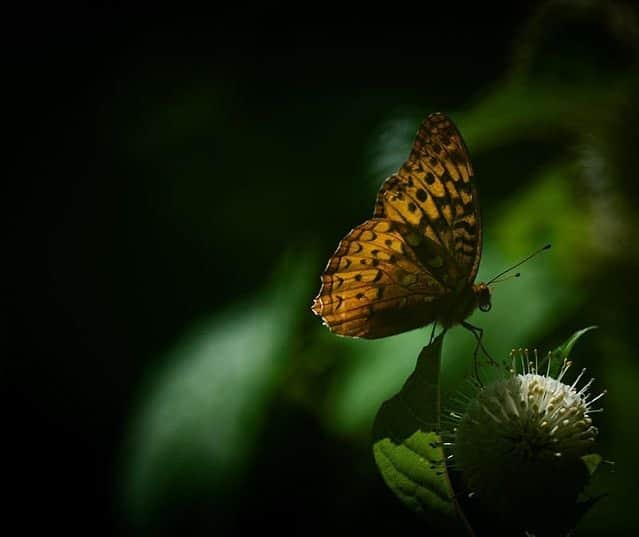 NikonUSAさんのインスタグラム写真 - (NikonUSAInstagram)「#NikonAmbassador @kristiodom: "I love slowing down to watch light bring out colors and patterns. So much beauty in such a small being."  📸: Z 7 and AF-S NIKKOR 500mm f/5.6E PF ED VR with the Mount Adapter FTZ  #NikonNoFilter #NikonLove #mirrorless #insect #insectphotography #Nikon #Z7 #NIKKOR」7月30日 3時39分 - nikonusa