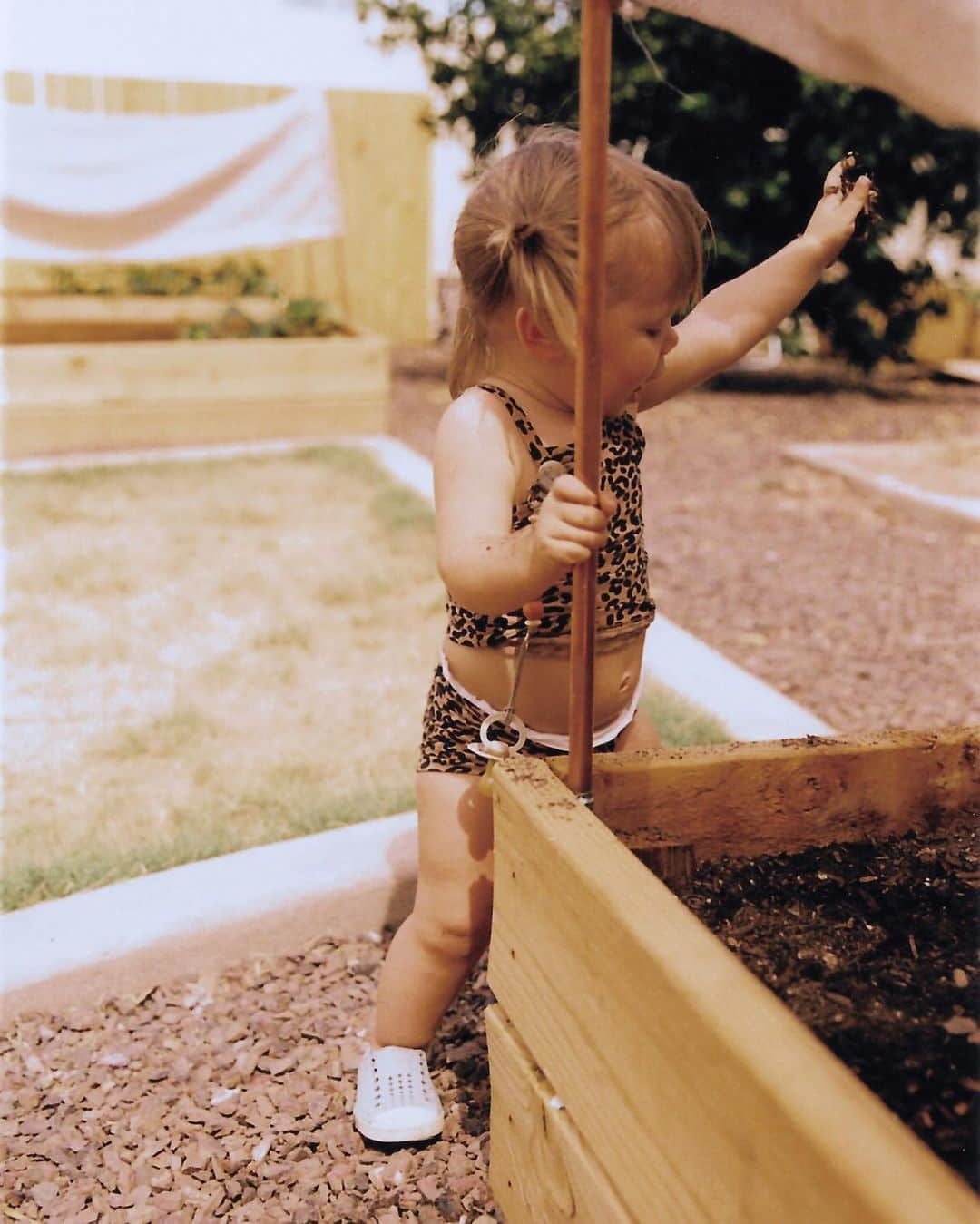 Amber Fillerup Clarkさんのインスタグラム写真 - (Amber Fillerup ClarkInstagram)「Frankie in the garden 🥕 anyone who remembers our pumpkin transfer... here is an update. They were and are doing great BUT all the little wild bunnies that hop around in our backyard all the time keep eating all of our pumpkins 😭 we have had quite a few grow and we get all excited and then they just come eat em up 🐰」7月30日 4時08分 - amberfillerup