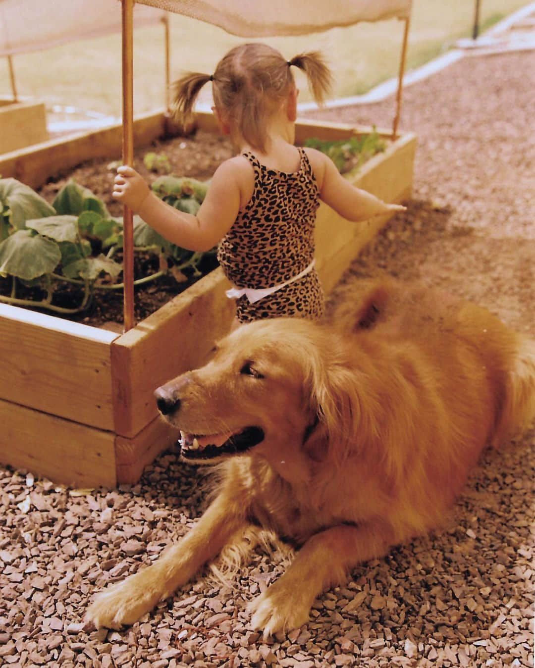 Amber Fillerup Clarkさんのインスタグラム写真 - (Amber Fillerup ClarkInstagram)「Frankie in the garden 🥕 anyone who remembers our pumpkin transfer... here is an update. They were and are doing great BUT all the little wild bunnies that hop around in our backyard all the time keep eating all of our pumpkins 😭 we have had quite a few grow and we get all excited and then they just come eat em up 🐰」7月30日 4時08分 - amberfillerup