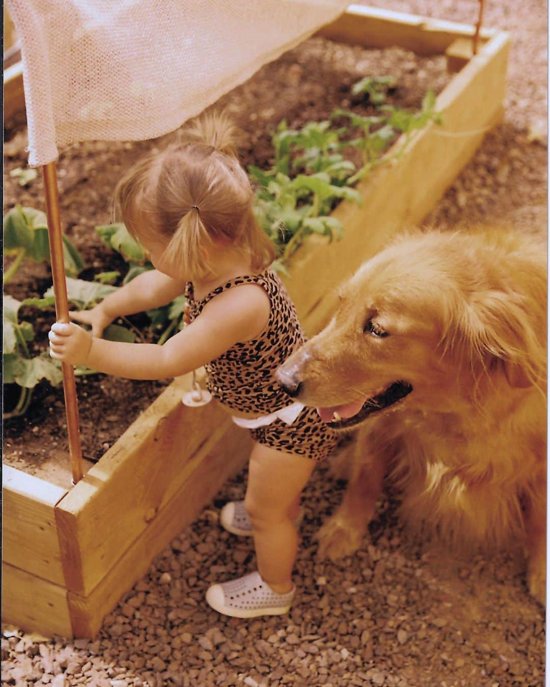 Amber Fillerup Clarkさんのインスタグラム写真 - (Amber Fillerup ClarkInstagram)「Frankie in the garden 🥕 anyone who remembers our pumpkin transfer... here is an update. They were and are doing great BUT all the little wild bunnies that hop around in our backyard all the time keep eating all of our pumpkins 😭 we have had quite a few grow and we get all excited and then they just come eat em up 🐰」7月30日 4時08分 - amberfillerup