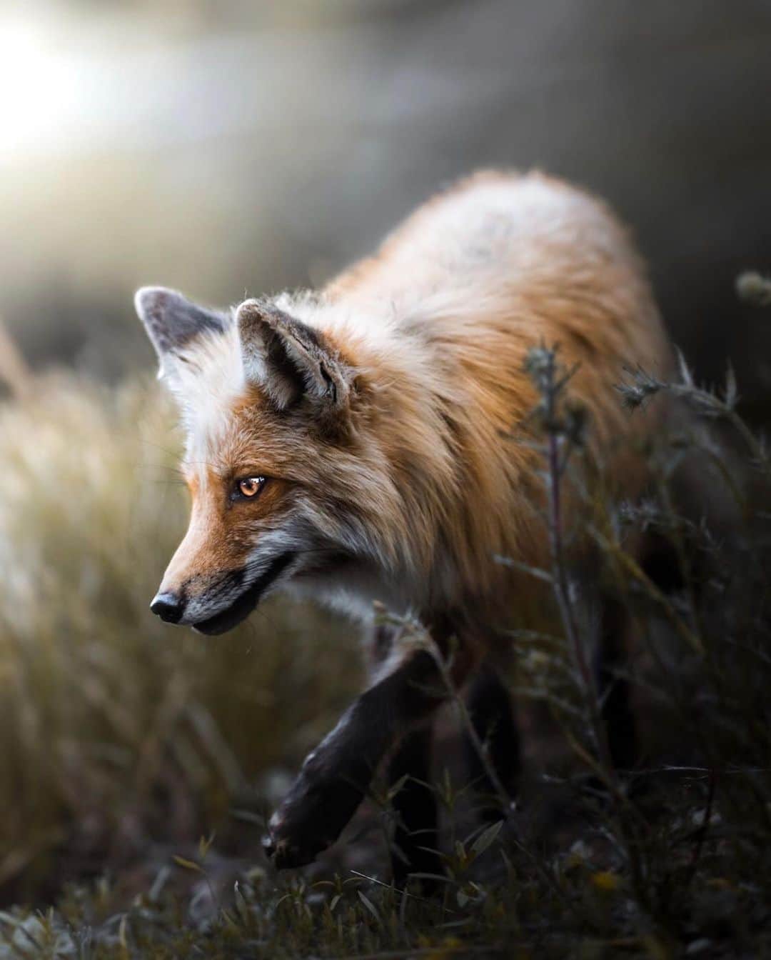 FOLKのインスタグラム：「New story with @jeff.n.brenner has me day dreaming for adventure. I don’t think I’ll ever get over his wildlife shots and honestly I’m okay with that. You can find more about him now on the site. www.folklifestyle.com」