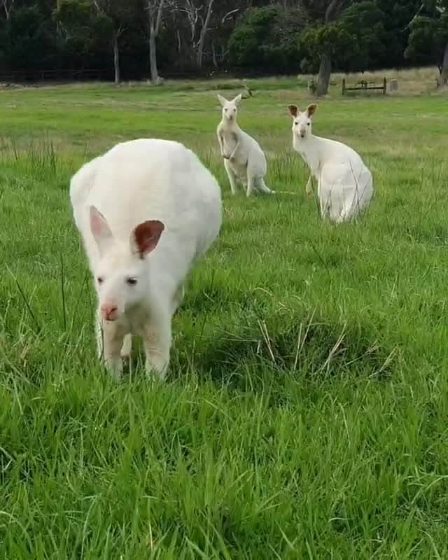 Australiaのインスタグラム