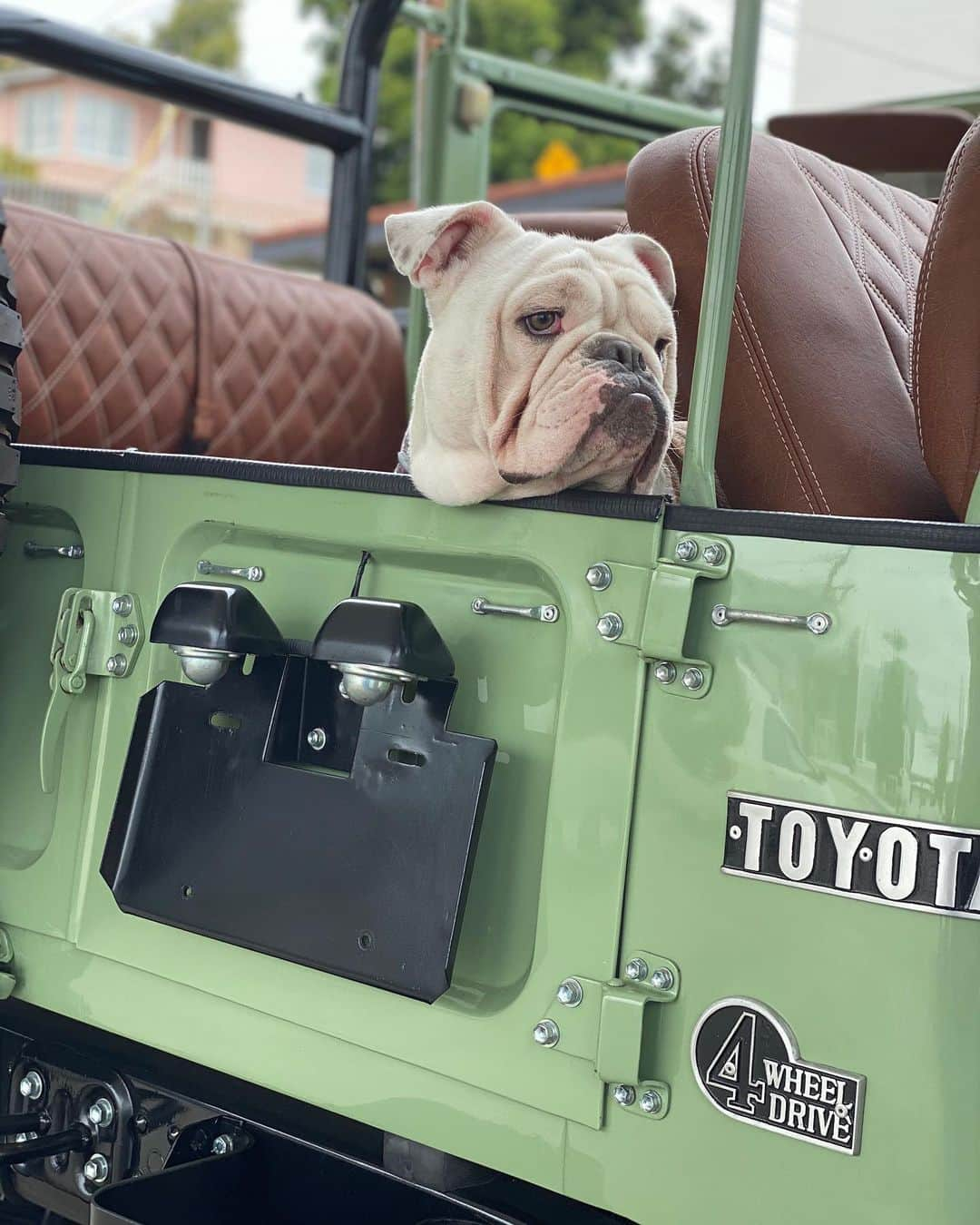 ライアン・オウトゥールさんのインスタグラム写真 - (ライアン・オウトゥールInstagram)「Ummm excuse me, but why are you so cute??? #englishbulldog #fjcruiser #fjlandcruiser #toyota #vintage #bullypuppies #bulldogsofinstagram」7月30日 5時10分 - ryannotoole