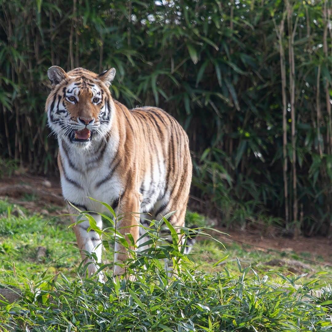 スミソニアン国立動物園さんのインスタグラム写真 - (スミソニアン国立動物園Instagram)「❤️🐯 Just how big are tigers? How far can they jump? And what does tiger poop look like? July 29 is International Tiger Day, so sink your teeth into these fun facts about big cats. LEARN MORE: https://s.si.edu/315zR8K. (Link in bio.)」7月30日 5時22分 - smithsonianzoo