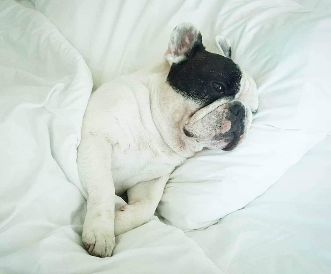Manny The Frenchieのインスタグラム：「Hump day mood  #quarantinelife」