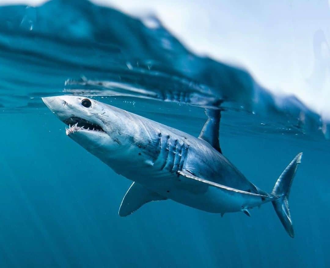 Costa Sunglassesのインスタグラム：「Protect the protectors... ⁠ Keep up with the @Ocearch crew and the most recent pings on the shark tracker at the link in our bio as they gear up for this year's expeditions. 📷: @almcglashan #SeeWhatsOutThere #BornOnTheWater」