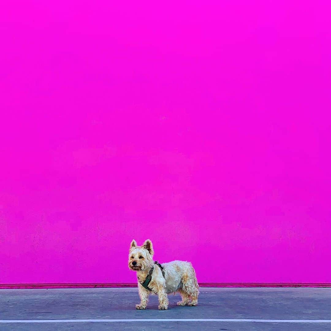 ハリー・シャム・ジュニアのインスタグラム：「Pink is the love you discovah」