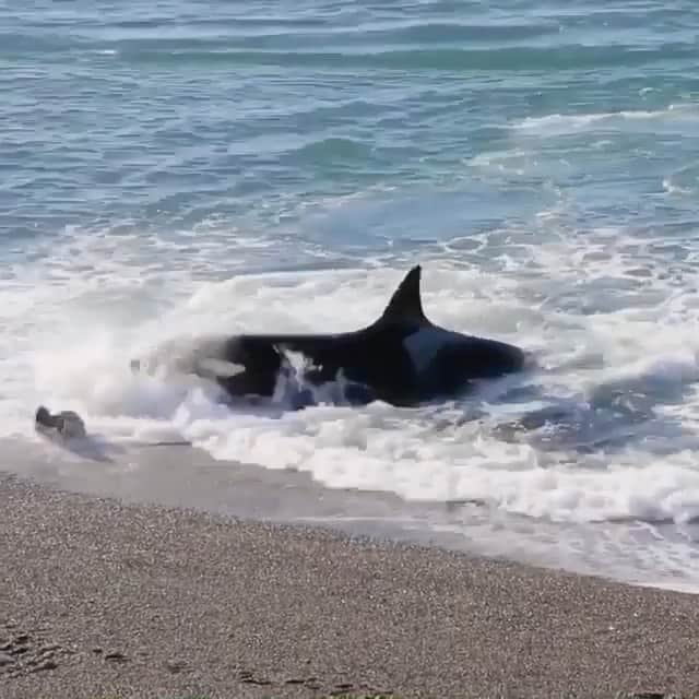 WildLifeのインスタグラム：「Video by @krusical An Orca launches onto the beach to catch a seal pup! 😱 This is a unique phenomenon that occurs only in Patagonia, Argentina. No other group of orcas or whales around the world has developed this hunting technique.」