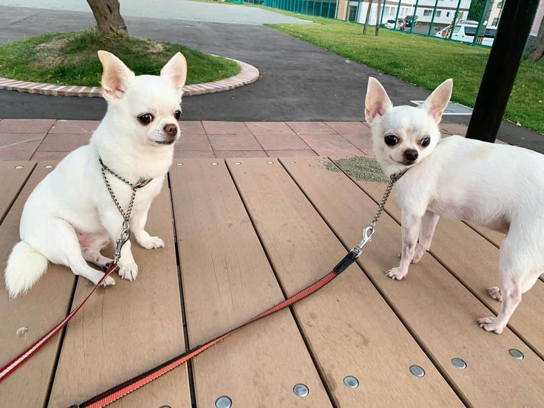 KORIKIさんのインスタグラム写真 - (KORIKIInstagram)「おはようございます♪ * #おふたりさん #dogofsapporo #dog, #dogs, #dogstagram,#chihuahua,#犬バカ部,#チワワ,#koriki, #hanadog #白スムチ連合会, #スムチー,  #dogofthedayjp, #dogoftheday  #ilovemydog #instadog #instapet #WhiteChihuahua  #吉娃娃 #치와와  #dogsofinstagram #Chihuahualover  #ชิวาวา #チワワの輪 #barkbox #WhiteChihuahuaParty #もふもふモフモフ」7月30日 7時19分 - koriki_dog