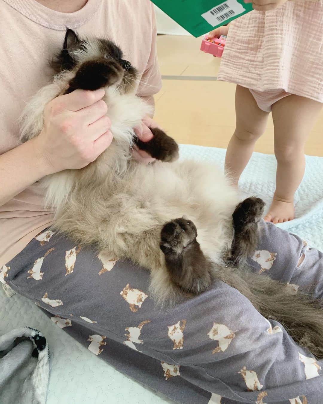 plumeさんのインスタグラム写真 - (plumeInstagram)「パパに抱っこされて嬉しそうなお姉ちゃん👨‍👧💓  そしたら2人目のヤキモチ妬きさんがすぐやってくる👧🏻💨💨  . . . . #プリュムのいる生活 #猫のいる暮らし  #ヒマラヤン  #赤ちゃんと猫  #もふもふ#ヒマラニャンズ  #猫  #ねこ  #ペコねこ部#姉妹#甘えん坊 #寂しがり屋 #babycat#ilovedad#hug#babysister#buddy#fluffycat#癒し#🐈 #고양이  #ilovecats  #himalayancat  #catsofinstagram #catloversclub  #bestmeow#bestcats_oftheworld  #weeklyfluff  #bestanimal #cutepetclub」7月30日 7時41分 - plumestagram