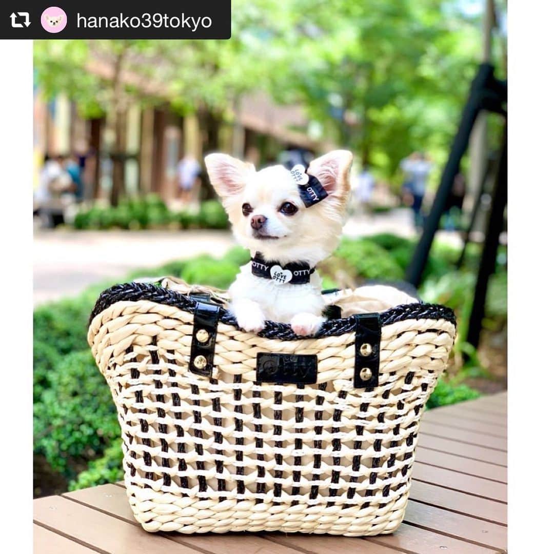 のインスタグラム：「♡♡♡ 🐶チワワのハナコちゃん🐶 @hanako39tokyo ⑅◡̈⑅ #Otty商品 ❤︎キャリーカゴバッグ ❤︎フリルチョーカー ❤︎LOVE OTTY バレッタ ☺︎ ハナコちゃん、トップモデルさんみたいでとってもステキ〜😍💕 格好良くモノトーンでコーディネートしてくれてありがとねっ🐶🖤🤍🖤🤍 #リポスト 遅くてすみません🙏🙏🙏 ⑅◡̈⑅ #Ottyの夏 #チワワ #ハナコちゃん #キャリーバッグ #カゴバッグ #チョーカー #バレッタ #モノトーンコーデ #DogStagram #ChihuahuaStagram #奇瓦瓦 #치와와 #わんことの暮らし  #愛犬とお出かけ #犬のいる生活 #🐶❤️ ♔∴∵∴∴∵∴♔∴∵∴♔∴∵∴♔∴∵∴♔∴∵∴♔∴∵∴♔∴∵∴♔∴∵∴♔∴∵∴♔  repost @hanako39tokyo . まだまだ外出には慎重ですが 気をつけながら用事を済ませていると ワンちゃん好きな方が 距離を保ちながら話しかけて下さったり 写真を撮って下さったり 手を振って下さったり😊👋 様々に気遣いながら可愛がって下さって 本当に有り難いです🙏💖 . かごバック、チョーカー、おリボンは @oharagaori_otty さん✨ . @oharagaori_otty さんの商品は 甘く可愛い絵柄やお色も大好きですが この日は、モノトーンをチョイス🥰 . #oharagaori_otty  #dog #chihuahua #チワワ #ロングコートチワワ」