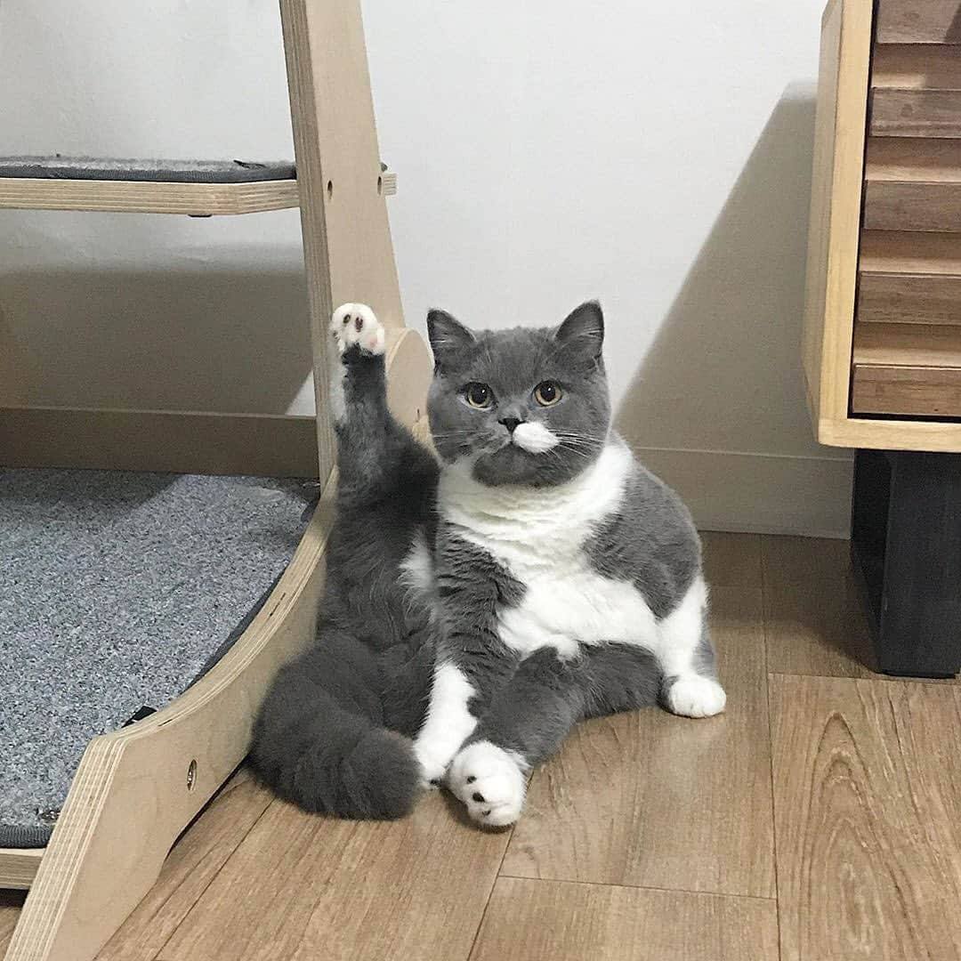 Cats of Instagramさんのインスタグラム写真 - (Cats of InstagramInstagram)「From @danchu0: “. 굴하 -! ✋🏻 이 사진을 본 당신은 지금 이유없이 행복해지고  저절로 웃음이 납니다.  당신은 오늘 하루 충분히 성실했고  행복해질 권리가 있습니다.  굴~~~하 ~~~~ ✋🏻 . . 그런의미에서 치맥? (🥴) 중성화 시절 애기굴비 .” #catsofinstagram」7月30日 8時06分 - cats_of_instagram