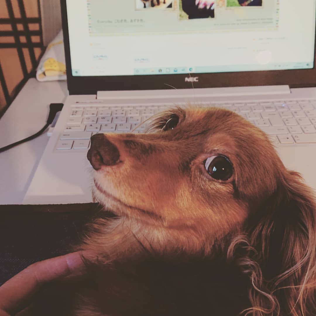 くるみんのインスタグラム：「* パソコンやってると「撫でなさい」とばかりに目で訴えたり、鼻で私の手をツンツンしてくる。 可愛い💓から撫でさせていただく飼い主😅 * #カニンヘンダックスフント #カニンヘン #カニンヘンダックス #カニンヘンダックスフンドの日常 #カニンヘンの会 #カニンヘンダックスフンド #チョコタンダックスフント #チョコタンダックスフンド #チョコタンダックス #チョコタン #ダックスlove #ダックス多頭飼い #ダックスフント #ダックスフンドカニンヘン #ダックス部 #ダックス大好き #ダックスフンド #ダックス #いぬばか部 #いぬすたぐらむ #短足部 #all_dog_japan #east_dog_japan #dachshundgram #dachshund #instagramdog #instadachs #kyounodachs #todayswanko #7pets_1day」