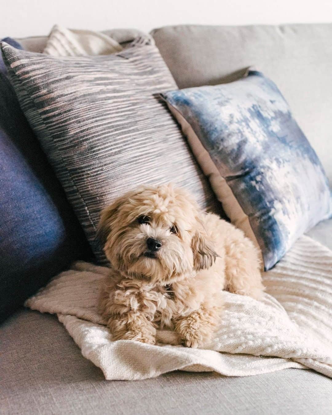 west elmさんのインスタグラム写真 - (west elmInstagram)「Movie night checklist: Pillows ✅  Popcorn ✅ Puppy! ✅ Take a tour of this beachy condo outfitted by @westelmsantamonica through the link in our bio #WestElmDesignCrew」7月30日 8時46分 - westelm