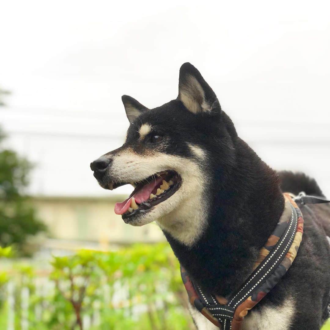 小川博永さんのインスタグラム写真 - (小川博永Instagram)「5時に起こされて散歩。早過ぎるよししまるさん。。  #今朝まる #ししまる #dog #dogs #柴犬 #黒柴」7月30日 8時47分 - ogawahironaga