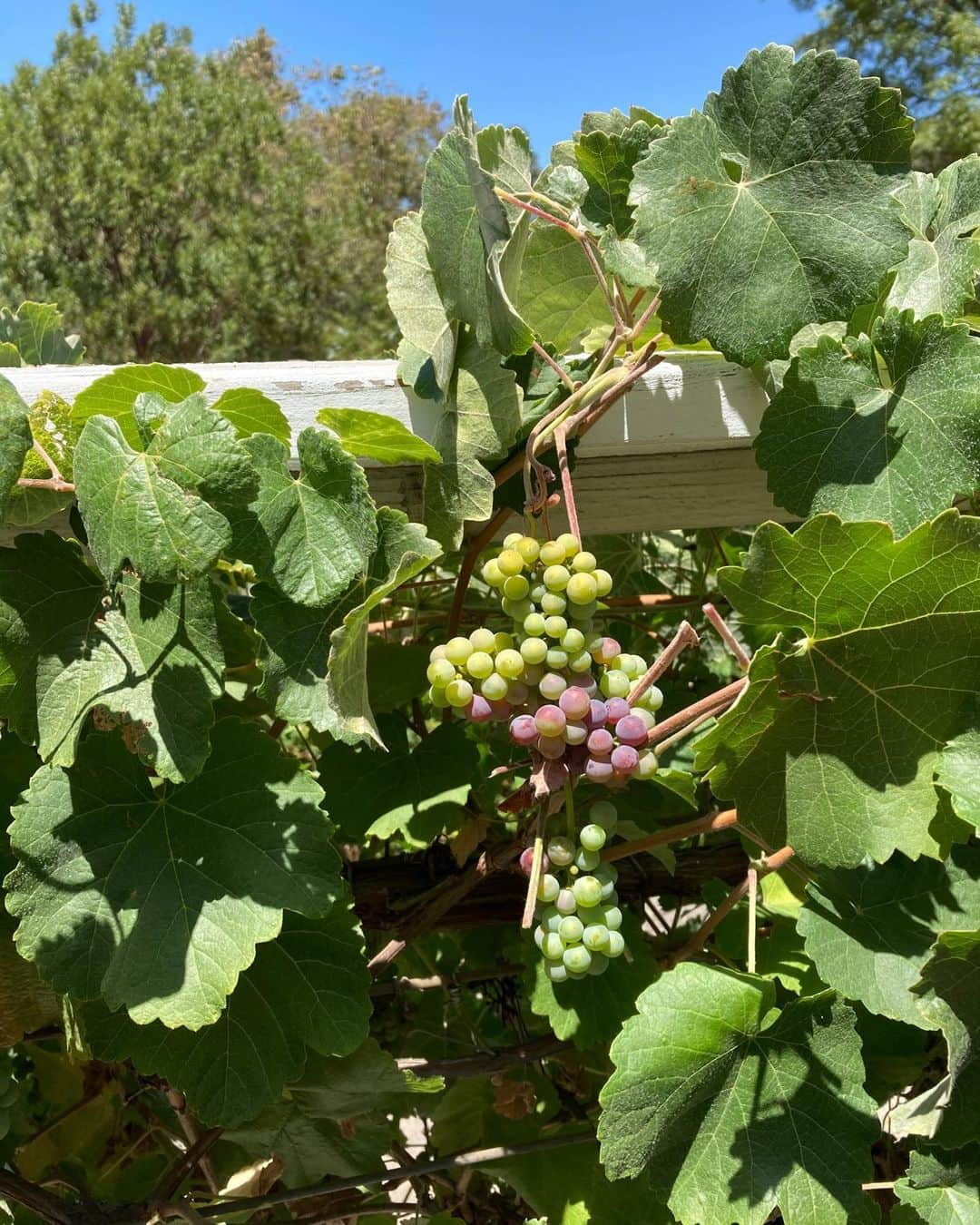 クリス・ノースのインスタグラム：「Wild grapes grow on the patio-reminds me of Yeats poem - ‘ Wine come in at the mouth/and love comes in at the eye/that’s all we know for truth/ before we grow old and die .」