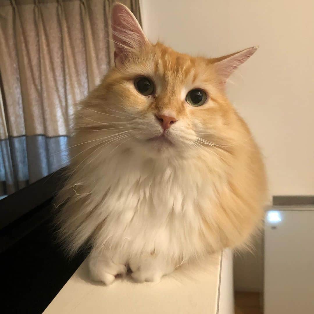 pon_0507のインスタグラム：「2020.07.30  きゅるん👀  #ぽん#マンチカン#だい#ごま#保護猫 #ねこ#ネコ#猫#茶白猫#灰#neko#cat #munchkin#munchkincat #orangecat#gingercat#inscatram #bestmeow#videobyanimals #catsofinstagram」