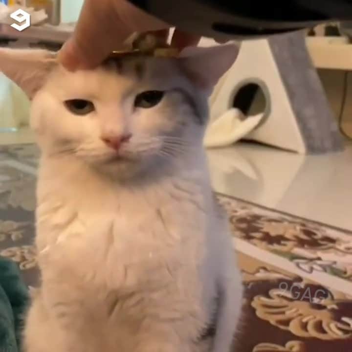 のインスタグラム：「[🔊]You will pay for that hooman ⠀ ⠀ #meowed #annoyedkitty #soundon #volumeup #🔊 #TheMonkeyKing」