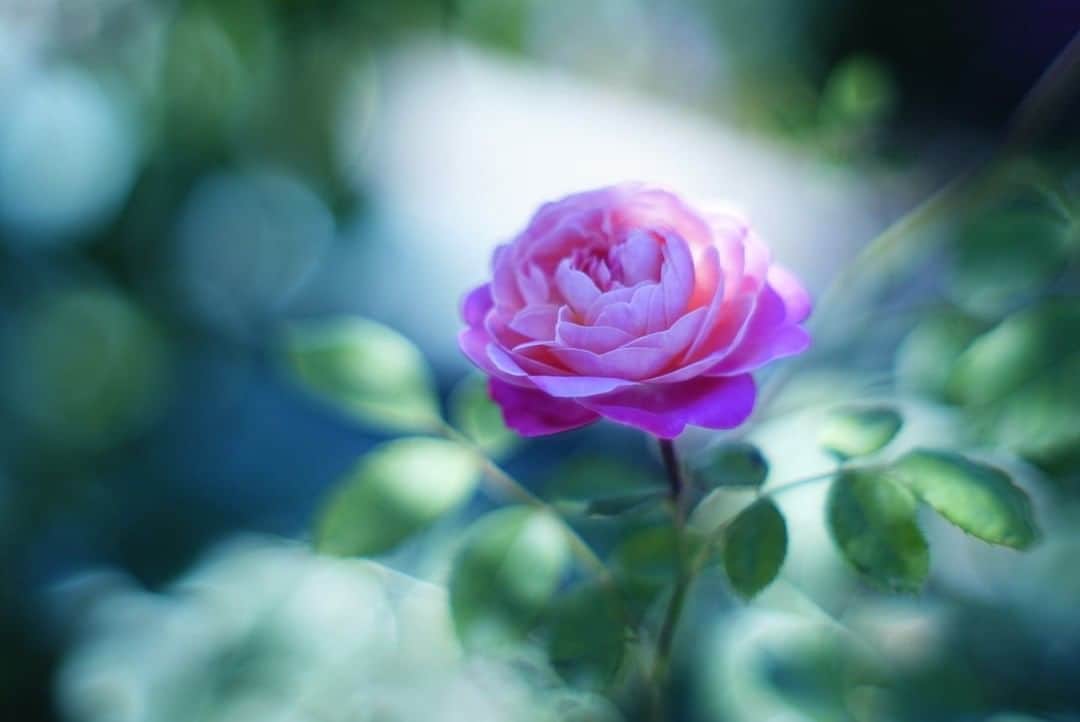 花の写真館のインスタグラム：「Photo by 松岡 智子.⠀ .⠀ Original Post[投稿いただいたURL]⠀ https://www.facebook.com/photo.php?fbid=3032383106877108⠀ .⠀ 本アカウントは、 #私の花の写真 をつけてInstagramに投稿された皆さまの花の写真や、「花の写真館」Facebookページで投稿された花の写真を紹介します。⠀ 「花の写真館」Facebookページは、「 @floral.photograph 」のプロフィールにあるURLからご覧ください。⠀ .⠀ ※各自、政府、自治体など公的機関の指示に従った行動をお願いします。⠀⠀ 東京カメラ部および分室では、写真を「見る楽しみ」を提供することを通して、微力ながら皆様にわずかな時間でも癒しをお届けしたいと思っております。⠀ ※本アカウントは東京カメラ部がFacebook、Instagramのサービスを利用して運営しているもので、Facebook社・Instagramとは一切関係ありません。⠀ .⠀ #花の写真館 #floralphotograph #floralphoto #flower #flowers⠀ Follow: @floral.photograph」
