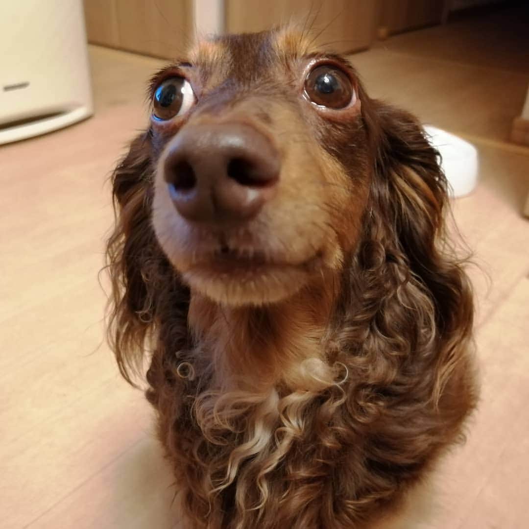 ななこのインスタグラム：「nanacoさん 小さい頃は胸毛チョボチョボ。 今はフサフサのクルクル✨ ※ ※ #犬 #愛犬 #ダックス #カニンヘン　 #dog #dachshund #dogstagram  #doxie #instadog #instadachshund  #petstagram #dachshundsofinstagram」