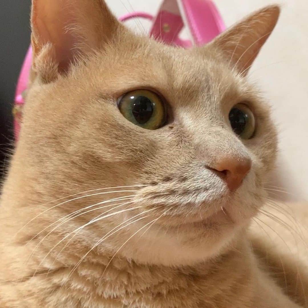 ひのき猫のインスタグラム