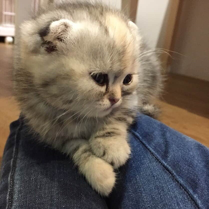 Mammoth and Grizzlyのインスタグラム：「Little Dollar #tbt #throwbackthursday」