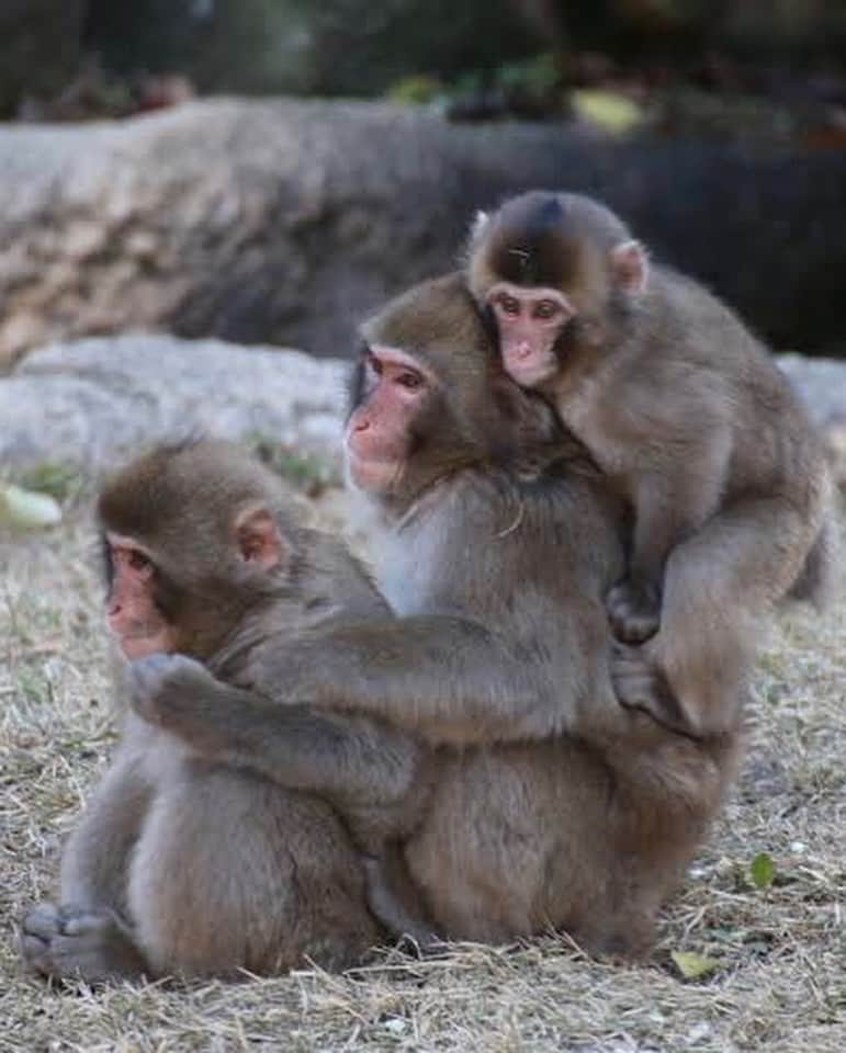 リンリンさんのインスタグラム写真 - (リンリンInstagram)「こちら高級住宅街で飼われている猿三人組。野生猿と同様に体を寄せ合い暖をとるサル団子を披露してくれたときの一枚。」7月30日 20時23分 - lingling_lingling_bish