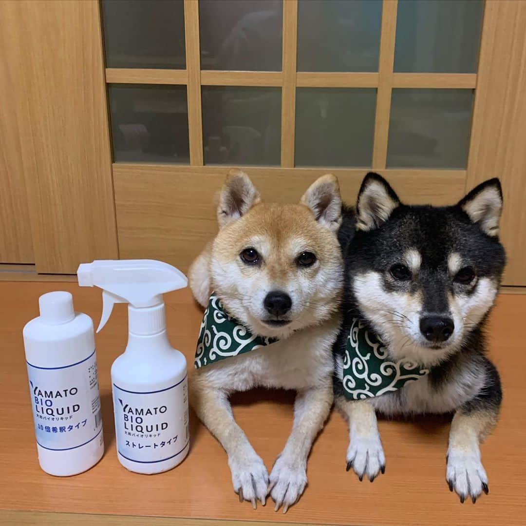豆柴なつ&ふゆのインスタグラム