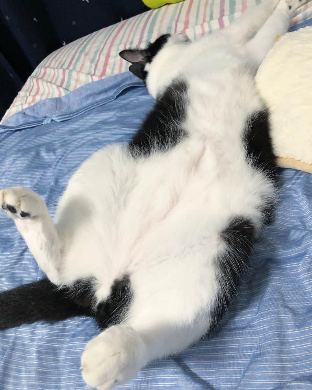 ぽんずのインスタグラム：「お腹はチャックつき。  #ねこ#猫#cat#猫好き#親バカ#はちわれ#ハチワレ#はちわれ猫#ハチワレ猫#白黒猫部#にゃんすたぐらむ#ilovecat#猫大好き#うちの猫自慢#白黒猫 #我が家のぽんずくん #ちゅーちゅー妖怪」