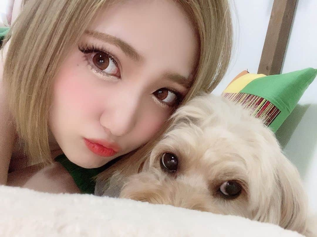 守田美咲のインスタグラム：「もふもふ隊長ななちゃん🐶🎀💓  月1カット行ってもすぐもふもふになる…💭  #ハイトーンショート #キャバプー #愛犬 #愛犬との暮らし」