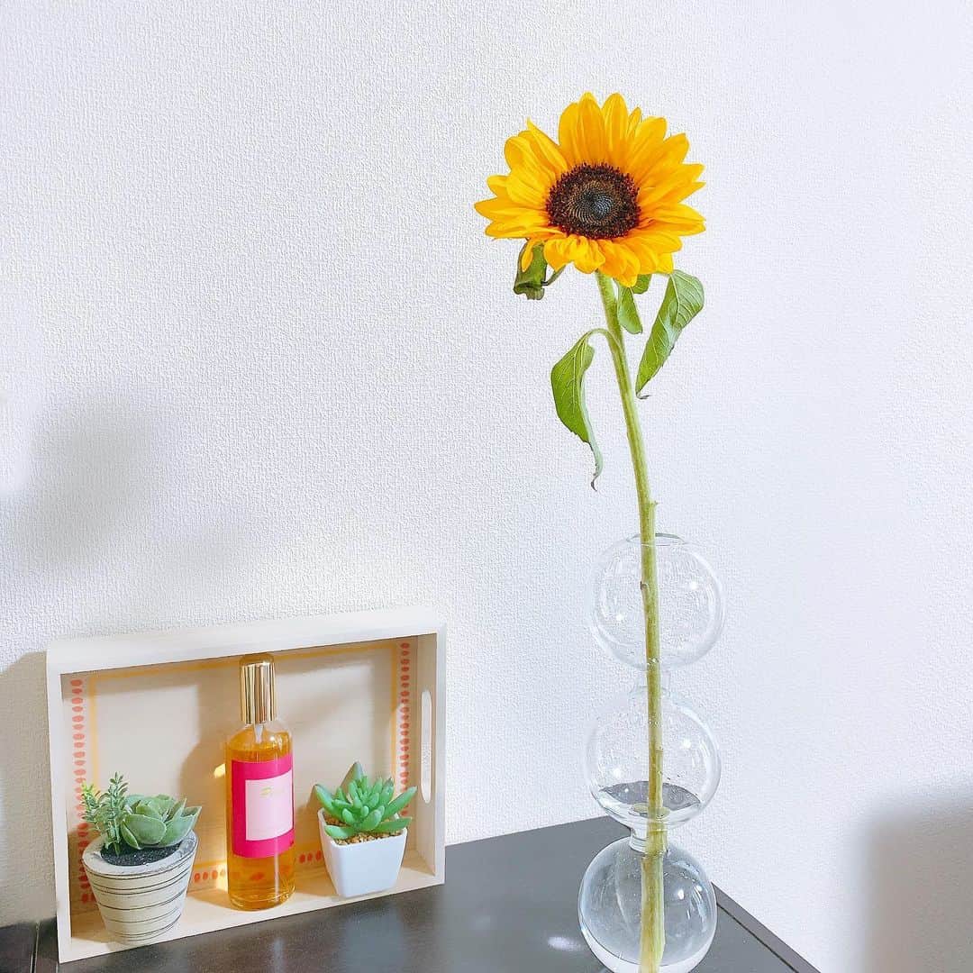 みき みーやんさんのインスタグラム写真 みき みーやんinstagram 可愛い花瓶をゲットしたから 向日葵を一輪だけ買ってみたよ この花瓶シャボン玉みたいで可愛い 花瓶 花瓶の花 はなのあるくらし はなすたぐらむ 向日葵 ひまわり 花のある暮らし