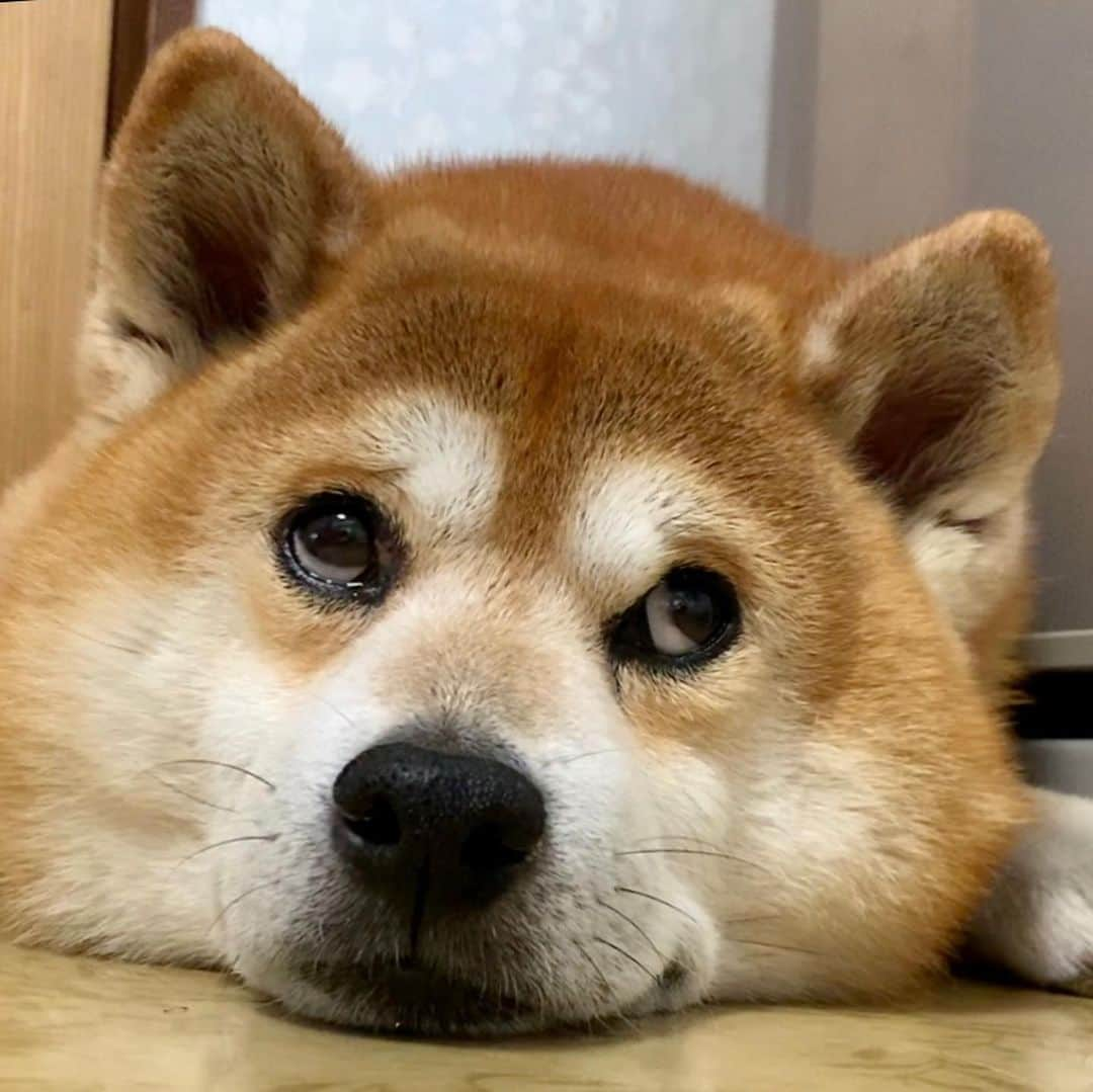 shibainu berryさんのインスタグラム写真 - (shibainu berryInstagram)「Grandma cooks.👵🥣 🙄🐻Is it my lunch？ ①枚目動画です🙄 ばあばがご飯してるのが気になって仕方ないおやじ🐻完全に自分のご飯と勘違いしてる😅 ずーっとばあばのチェックしてる😅 #❤️迷子犬の掲示板スタッフ @maigo_dog  #❤️迷子犬の掲示板四国 @maigo_dog_shikoku #めざせ迷子犬ゼロ👌 #柴犬 #べりやん #べりむく #多頭飼い #berry #shiba #shibainu  #shibainumania #shibastagram #instashiba #ぷにっと部 #口角キュキュッと部  #チーム俺様 →部員絶賛募集中 #shiba_snap #proudshibas #west_dog_japan #サンデイ #instagramjapan #ふわもこ部 #pecoいぬ部 #pecotv #buzzfeedanimals #dogsofinstagram #dogsofinstaworld #dogs_of_instagram #9gag」7月30日 12時02分 - shibainu.berry