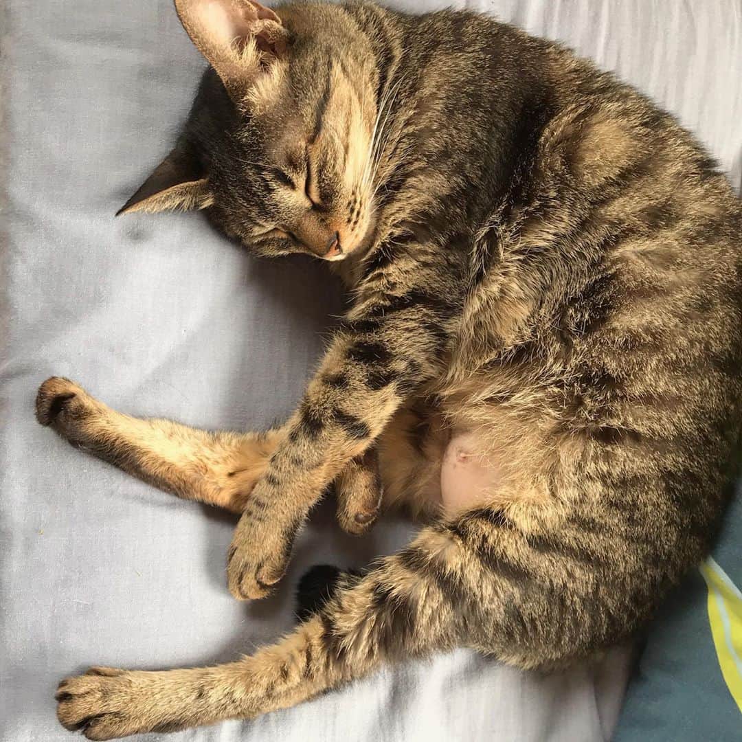 小嶋晶子のインスタグラム：「Oh, I miss the sun! When is this rainy season going to end?🐈☀️🐾 #cat #cats #browntabby #catsofinstagram #catstagram #neko #nekostagram #ねこ #ねこ部 #ねこすたぐらむ #きじとら #きじとらねこ #きじとら女子 #きじとら部 #ネコ #ネコ部  #キジトラ #キジトラネコ #キジトラ部 #かぎしっぽ #かぎしっぽ猫部 #カギしっぽ #カギしっぽ猫 #お腹ハゲてる #足の裏もハゲてる」