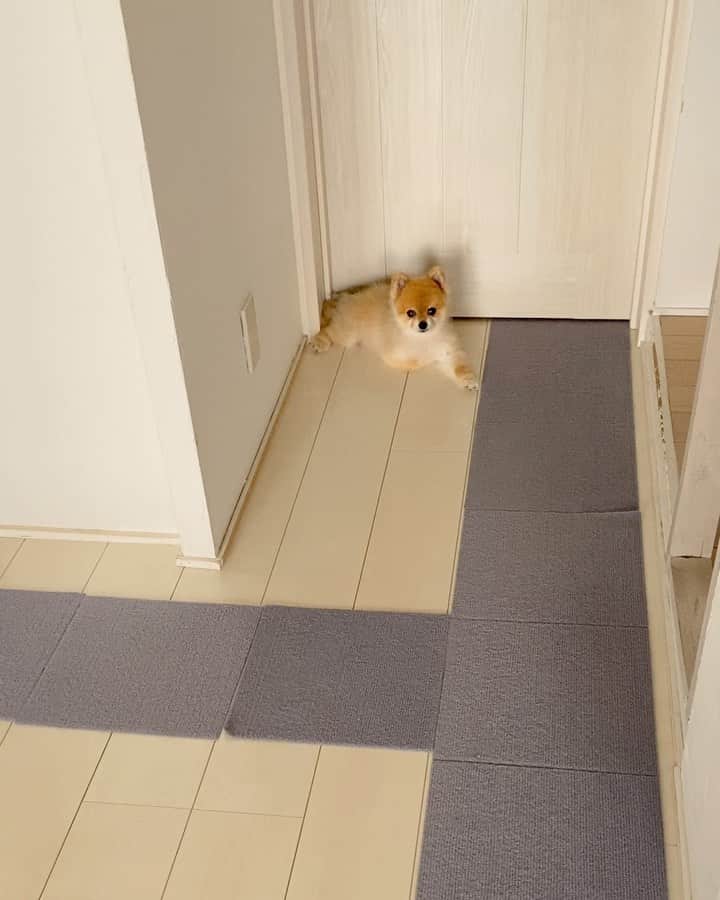 RIO POMEのインスタグラム：「ママさんが身支度しだしたから…  出口のドア前で🚪  とーせんぼー🐶 (見張りのガン見つき👀)  #ポメラニアン #pomeranian  #犬 #dog #dogstagram#doglover #愛犬 #わんこ #ポメラニアン大好き #ポメラニアンが世界一可愛い #pom #ぽめらにあん #ポメ#pomeraniansofinstagram  #pomeranianlove #ふわもこ部 #いぬバカ部 #癒しわんこ#instapic#pomstagram #puppy #dogsofinstagram #cute#cutedog」
