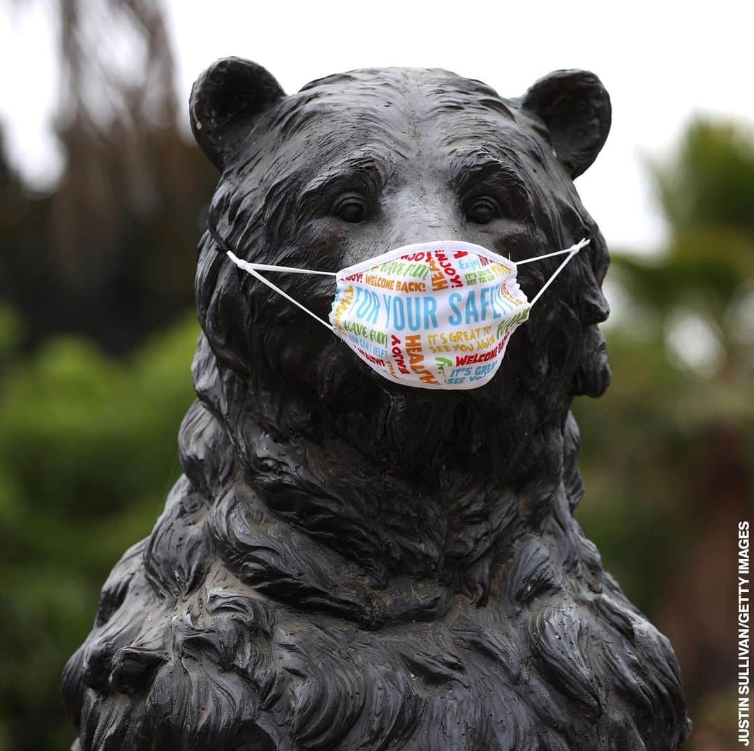 ABC Newsさんのインスタグラム写真 - (ABC NewsInstagram)「A bear statue dons a face mask as the Oakland Zoo welcomes back visitors this week for the first time since the lockdown started in March. #oakland #california #coronavirus #covid19 #facemask」7月30日 12時12分 - abcnews
